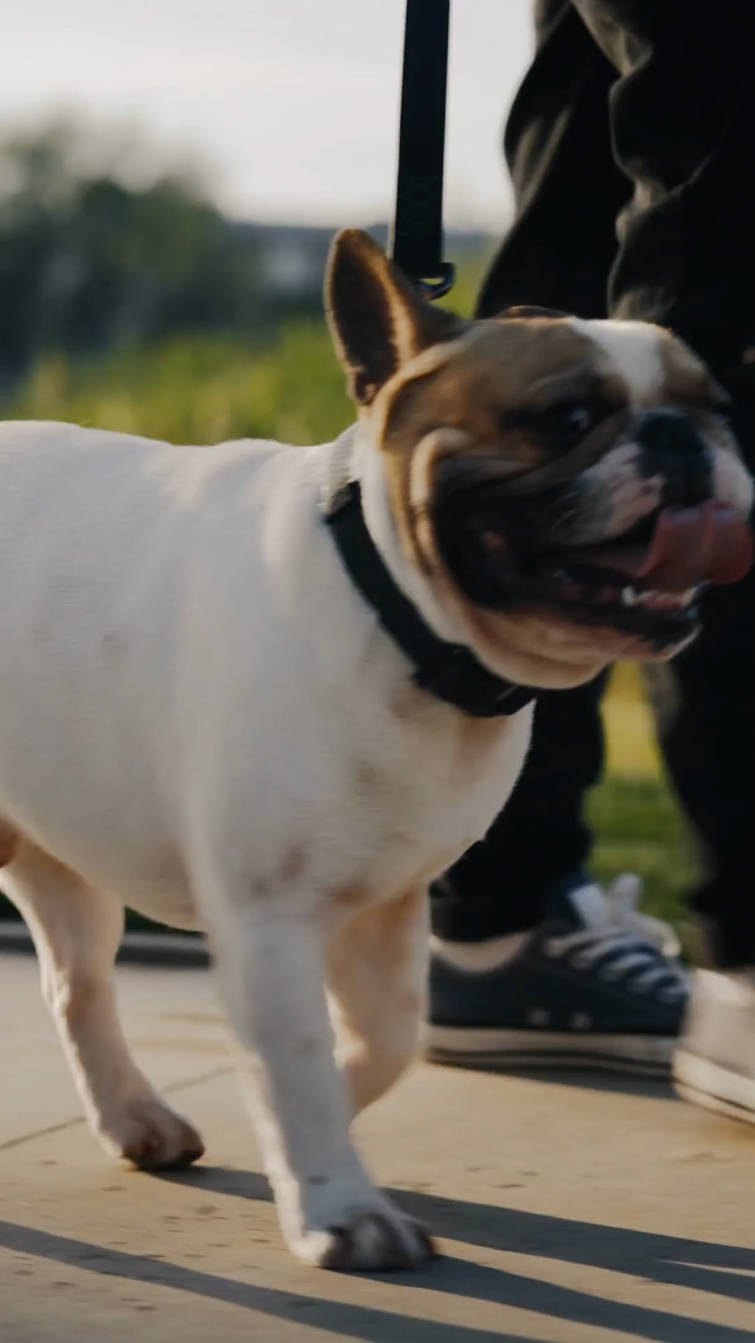 Video thumbnail for How To Make Moving With Your Pet Way Less Stressful