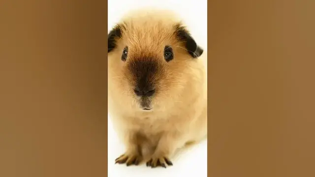 Video thumbnail for 5 Things You Didn't Know About Guinea Pigs! #shorts