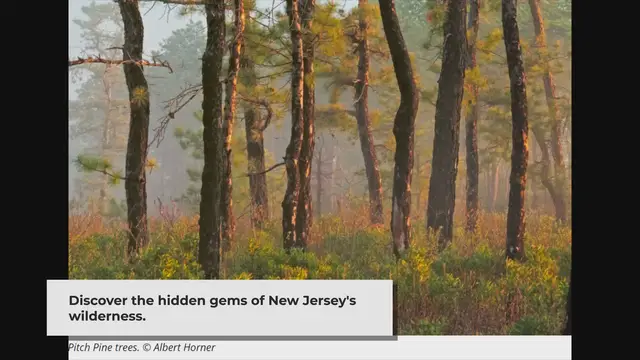 'Video thumbnail for New Jersey Pine Barrens: A Natural Oasis in America's Most Populated State'