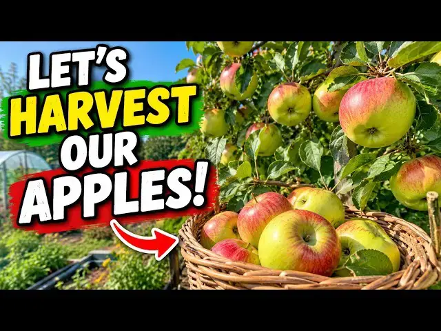 Video thumbnail for Harvesting Our Homegrown Eating Apples! 🍎 | Autumn Allotment Harvest