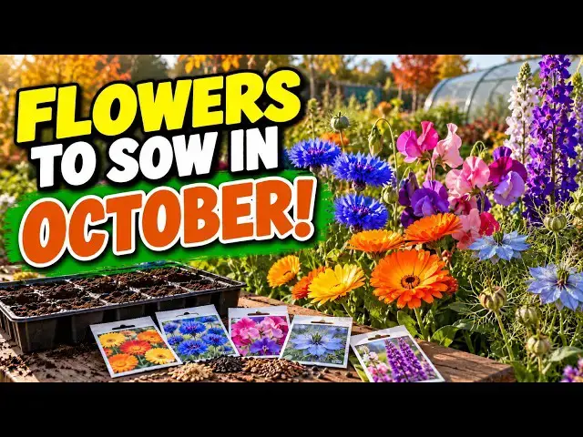 Video thumbnail for Flowers to Sow in October UK 🌸 | Don't Stop Sowing Yet!