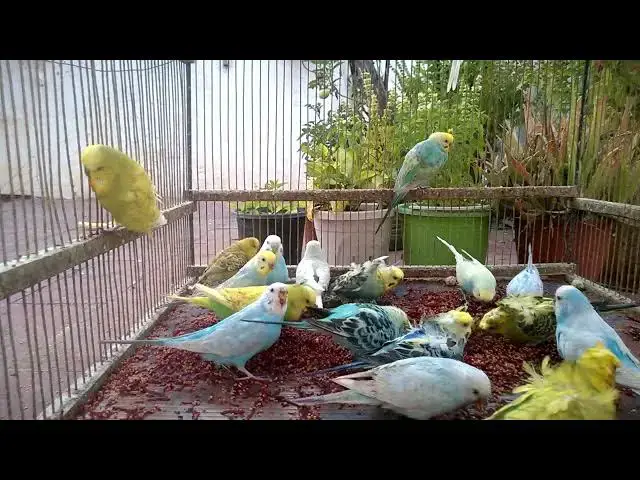 Video thumbnail for 🔥 Top 10 Most Stunning Budgerigar Color Mutations EVER! 🐤🌈