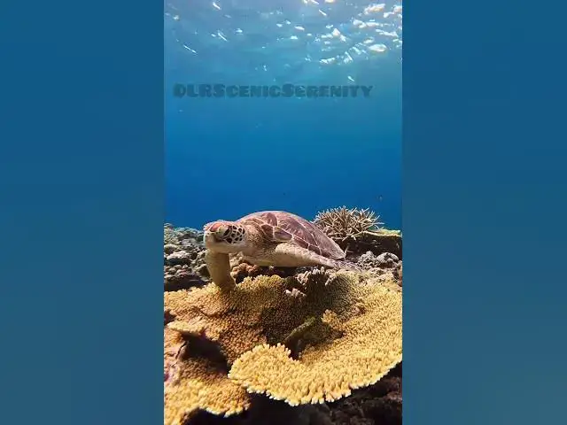 Video thumbnail for Turtle || Nature || Underwater Turtle
