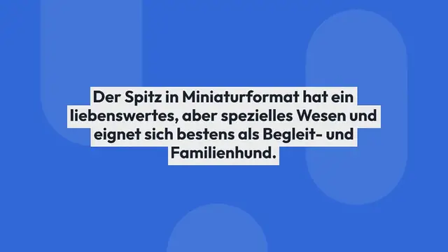 Video thumbnail for Zwergspitz im Rassenportrait