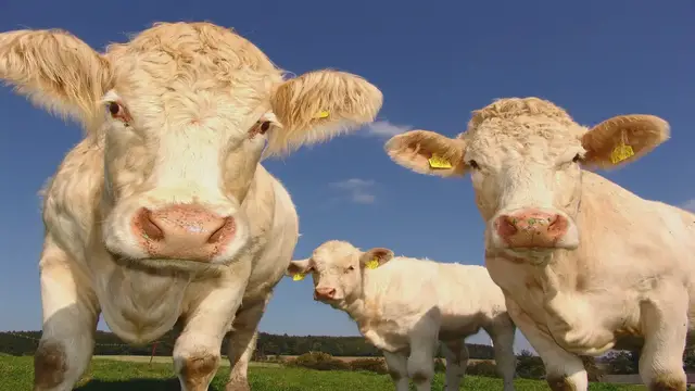 Video thumbnail for Cows: Shedding Tears?