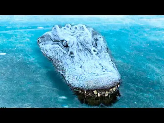 Video thumbnail for Man Finds Crocodile Frozen in Lake - When He Rescues him, He Doesn't Expect to Find This