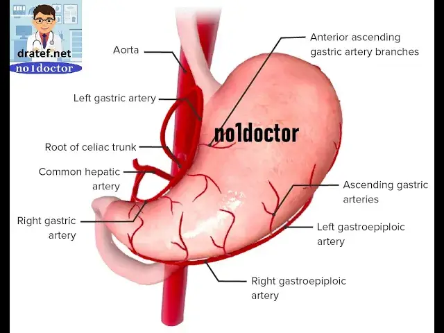 Video thumbnail for Anatomy Of Stomach /Parts/Bloody Supply /Surgical Anatomy /Anatomy Notes/Anatomy Lecture /No1doctor