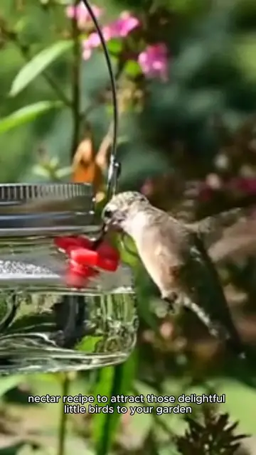 Video thumbnail for hummingbird nectar recipe