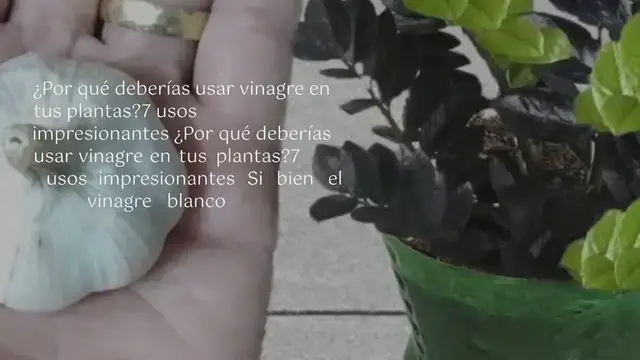 Video thumbnail for ¿Por qué deberías usar vinagre en tus plantas? 7 usos impresionantes: