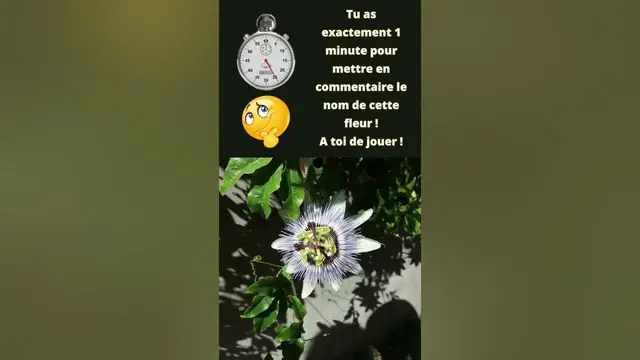 'Video thumbnail for La fleur du jour'