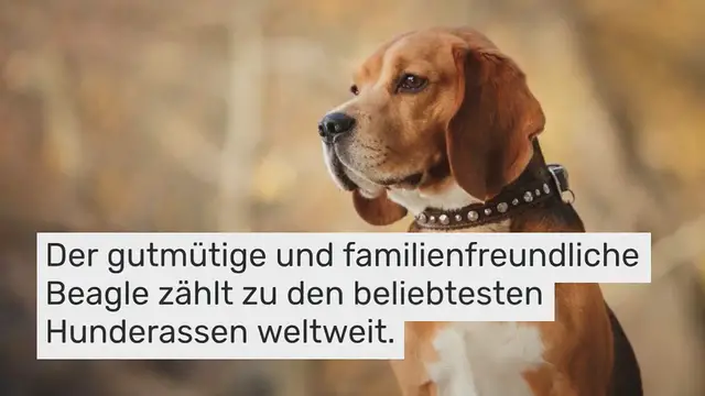 Video thumbnail for Beagle im Rasseportrait