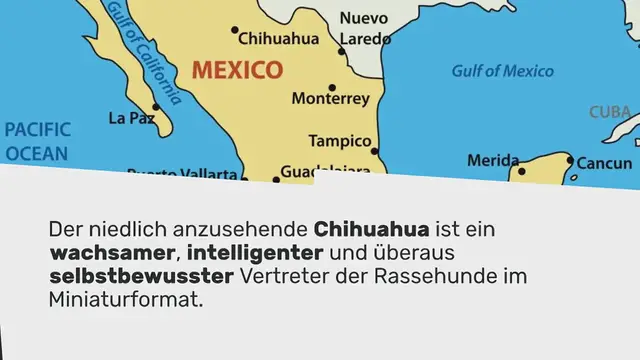 Video thumbnail for Chihuahua im Rasseportrait
