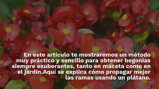 Video thumbnail for Begonias, cómo propagar ramas sin fin con 1 plátano: se multiplica al instante