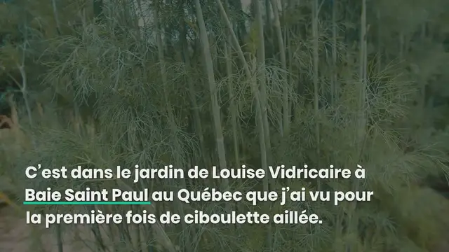 Video thumbnail for Ciboulette à l’ail (ou aillée) : la ciboulette chinoise
