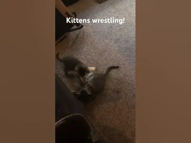 'Video thumbnail for Kittens Wrestling! #cute #cat #kitten'