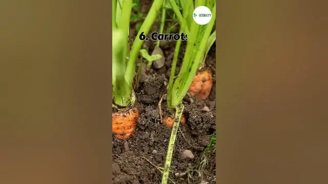 Video thumbnail for Good Companion Plants For Cabbage 💚 #farming #herbgarden #shorts