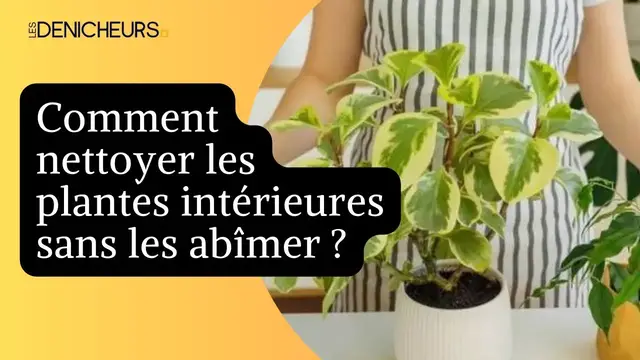 Video thumbnail for 🌱 Comment nettoyer les plantes intérieures sans les abîmer ?