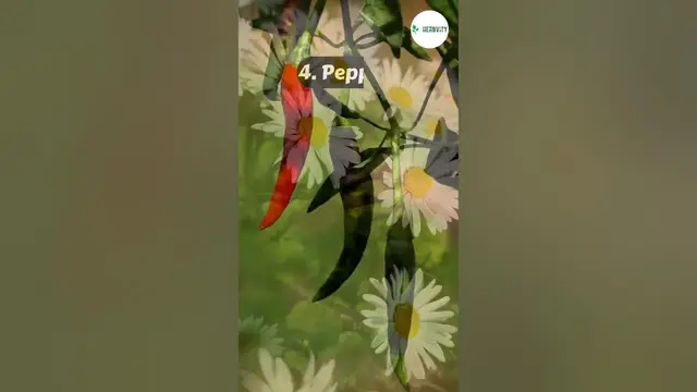 Video thumbnail for Best Companion Plants for Sunflowers 🌻🌻 #farming #herbgarden #shorts