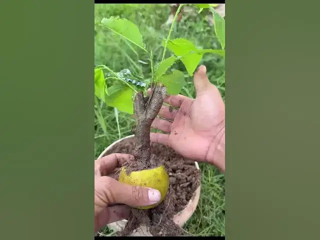 Video thumbnail for Grafting Custard Apple in Orange fruit yields a lot of fruit at home #shots #grafting #fruit