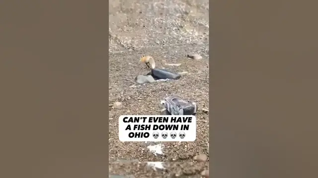 Video thumbnail for Swag Like Ohio Meme 24 #swaglikeohio #ohio #fishingfails