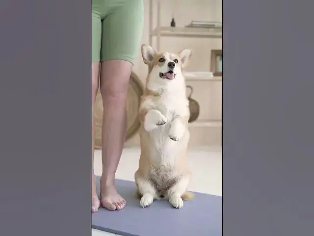 Video thumbnail for Dogs Life 6 #shorts #dogs #dog #doglover #animals #animallover #cat #cats #catlover #doglovers #doge