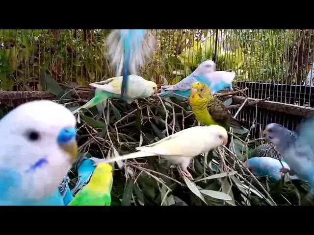 'Video thumbnail for 🐤鳴き声でおしゃべり!?真似っこインコの挑戦!'