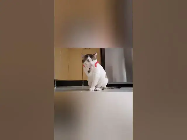 Video thumbnail for cats life 1 #shorts #cat #catslover #catvideo #catlife #catsofyoutube  #animals #dogs #pets #trend