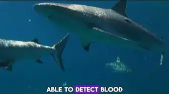 Video thumbnail for "Dive into Discovery: 10 Jaw-Dropping Shark Fun Facts You Didn't Know!"