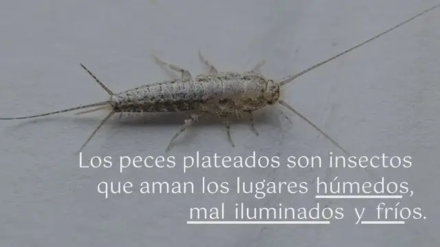 Video thumbnail for Aquí le mostramos cómo deshacerse de los “peces plateados” para que no vuelvan a su casa: