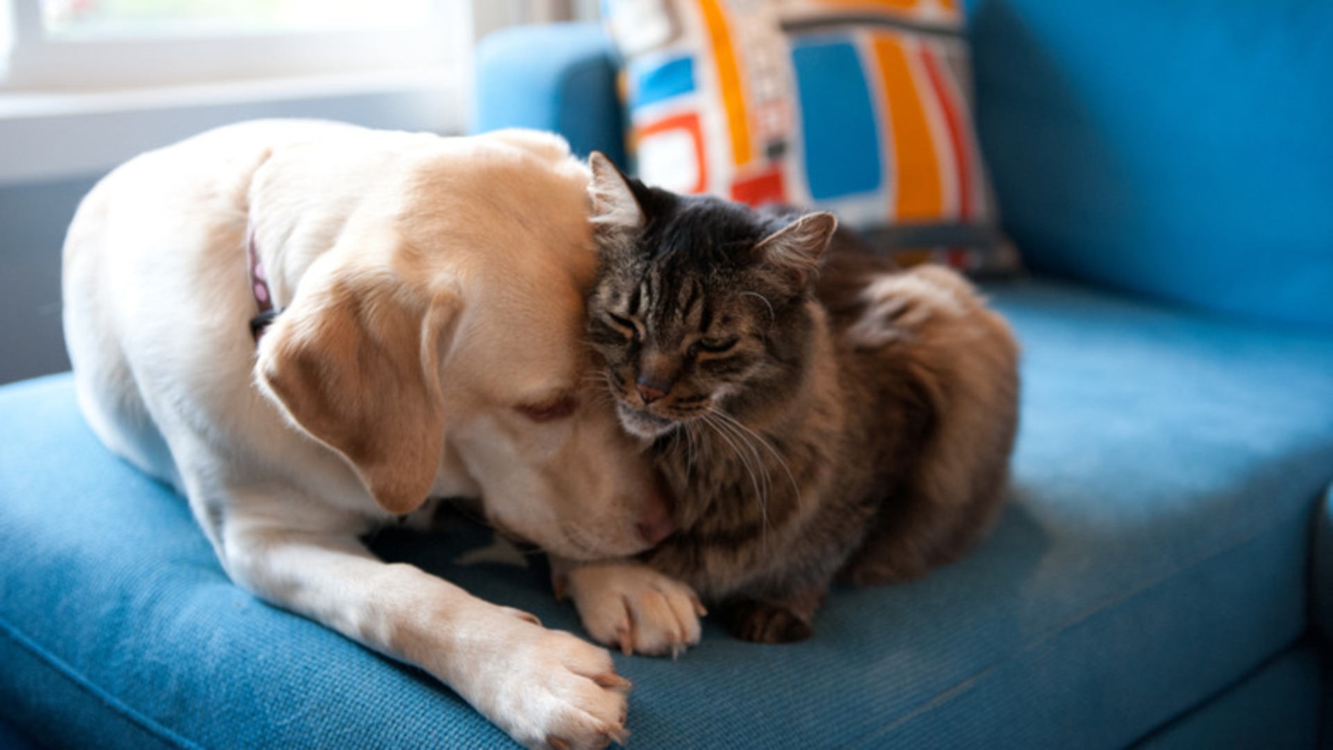 Video thumbnail for Tips To Help Your Cat And Dog Become Best Friends
