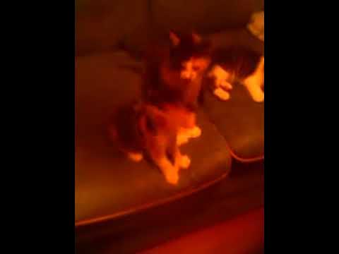 Video thumbnail for Free kittens to good homes. Ready now.