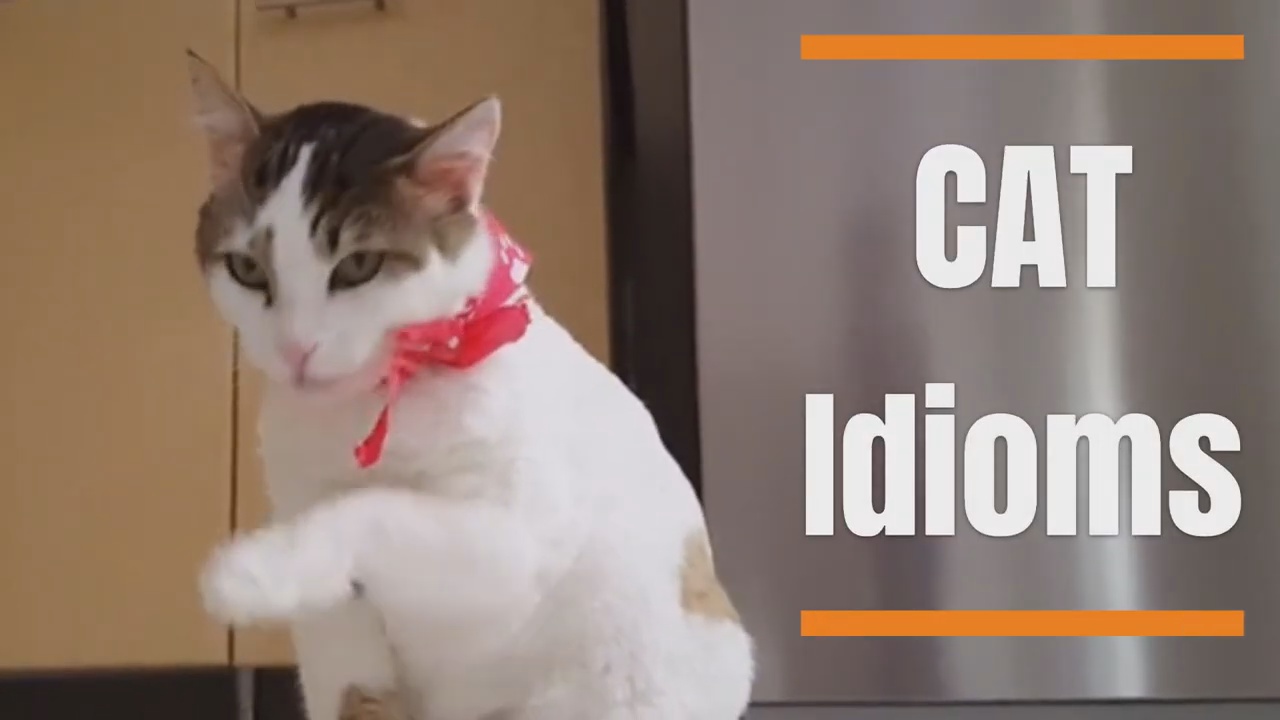 Video thumbnail for Cat Lovers: Explore Common English Phrases and Idioms Inspired by Cats