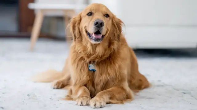 Video thumbnail for New Dog Coming Home? Everything You Need To Get Ready