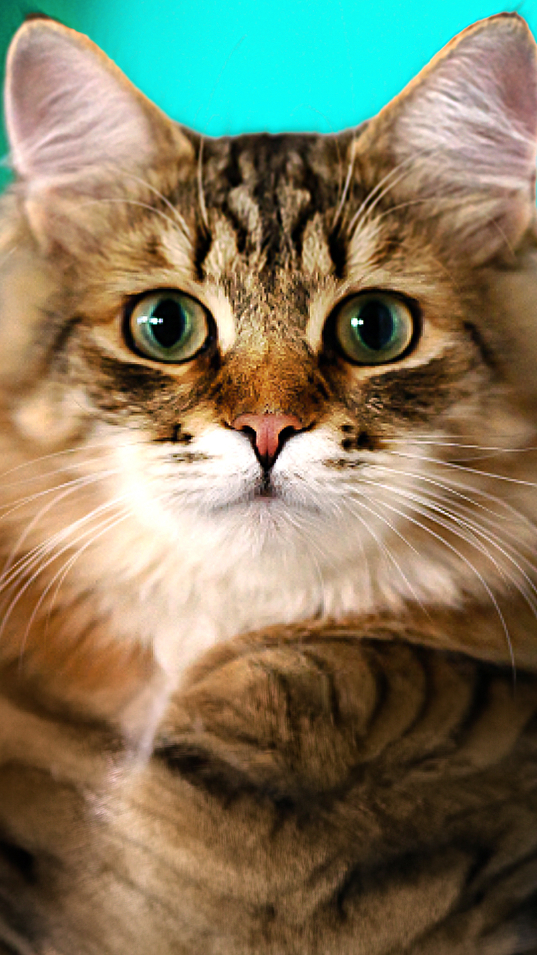 Video thumbnail for These Cat Breeds Act More Like Guard Dogs