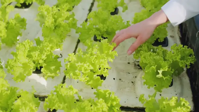 Video thumbnail for Puzzle Games for Learning about Plants