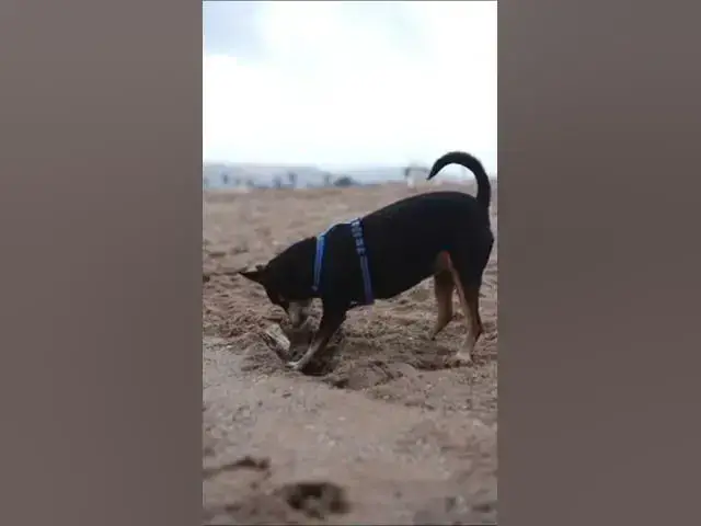 Video thumbnail for Dogs Life 7 #shorts #dogs #dog #doglover #animals #animallover #cat #cats #catlover #doglovers #doge