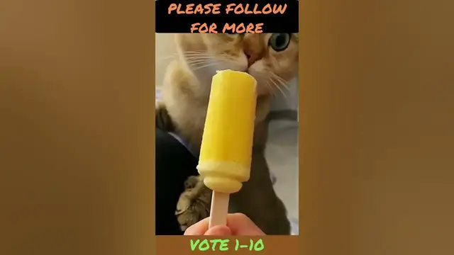 'Video thumbnail for #Funny #Cat #Memes #shorts'
