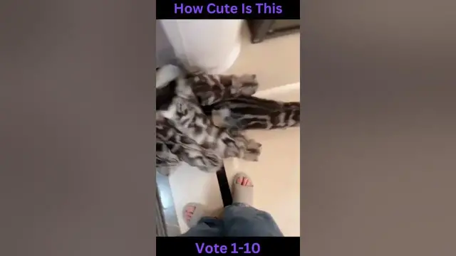 'Video thumbnail for #shorts funny cat memes'