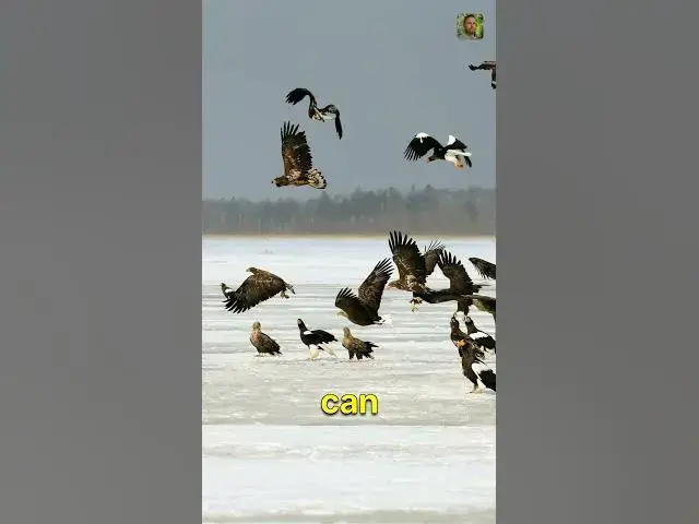 'Video thumbnail for The SHOCKING Truth About Hawks and Crows'