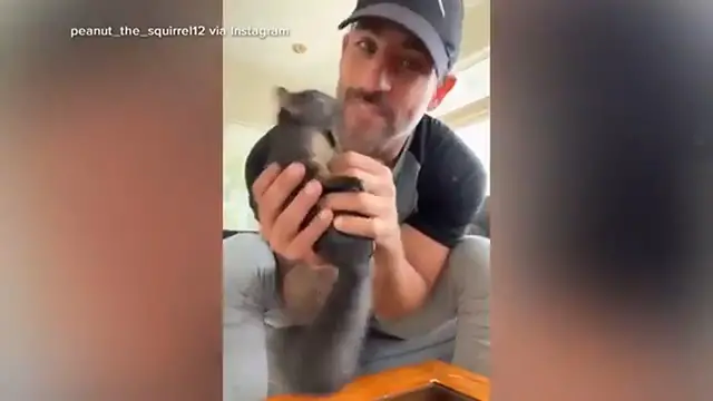 Video thumbnail for Social media star Peanut the squirrel seized by authorities