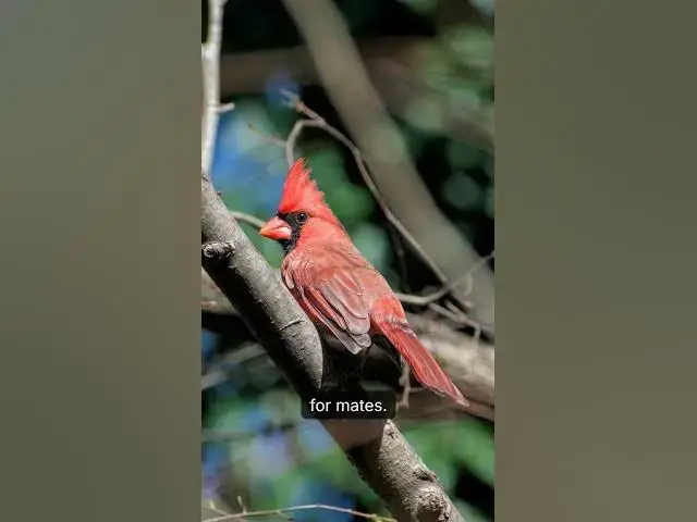 'Video thumbnail for Where Do Cardinal Birds Go In Winter? Winter Cardinal Life in USA | Birdever'