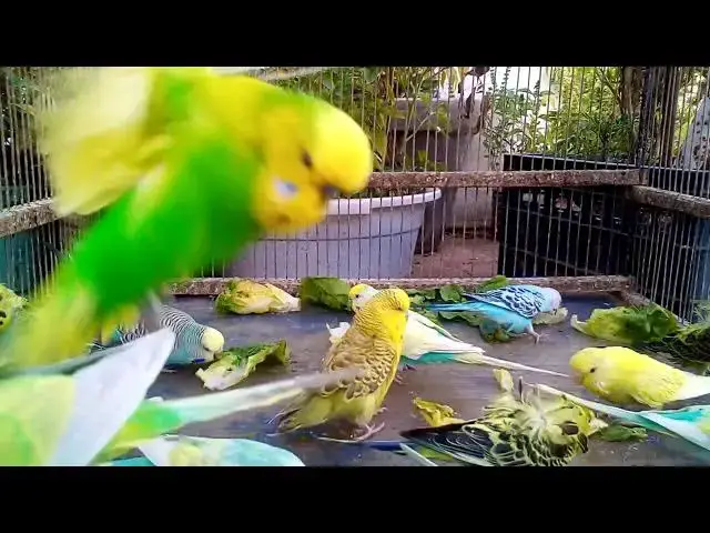 'Video thumbnail for 💚 小さな命の輝き。インコたちのやさしい日常'