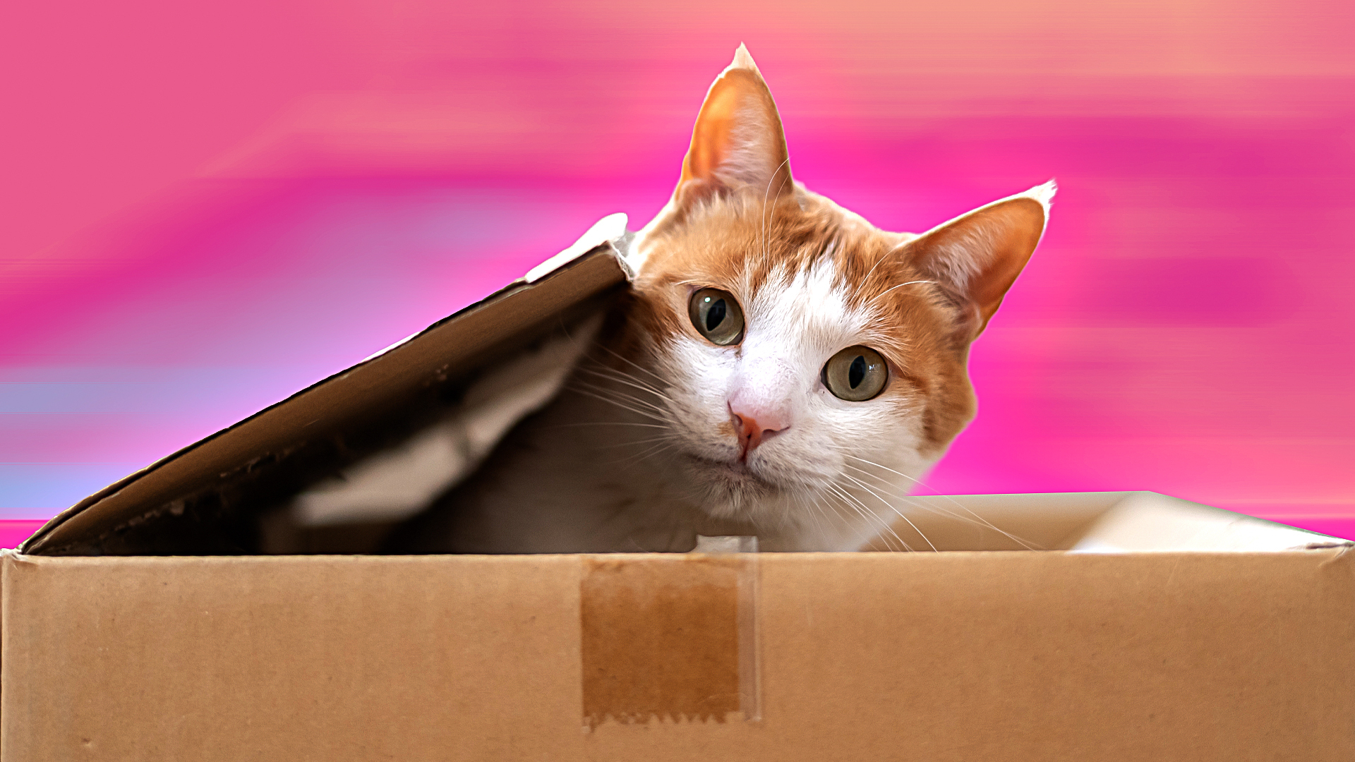 Video thumbnail for What To Do When Relocating With Pets