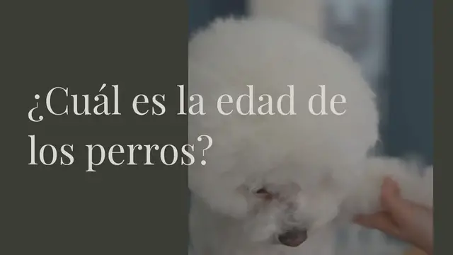 Video thumbnail for ¿Cuál es la edad de los perros?