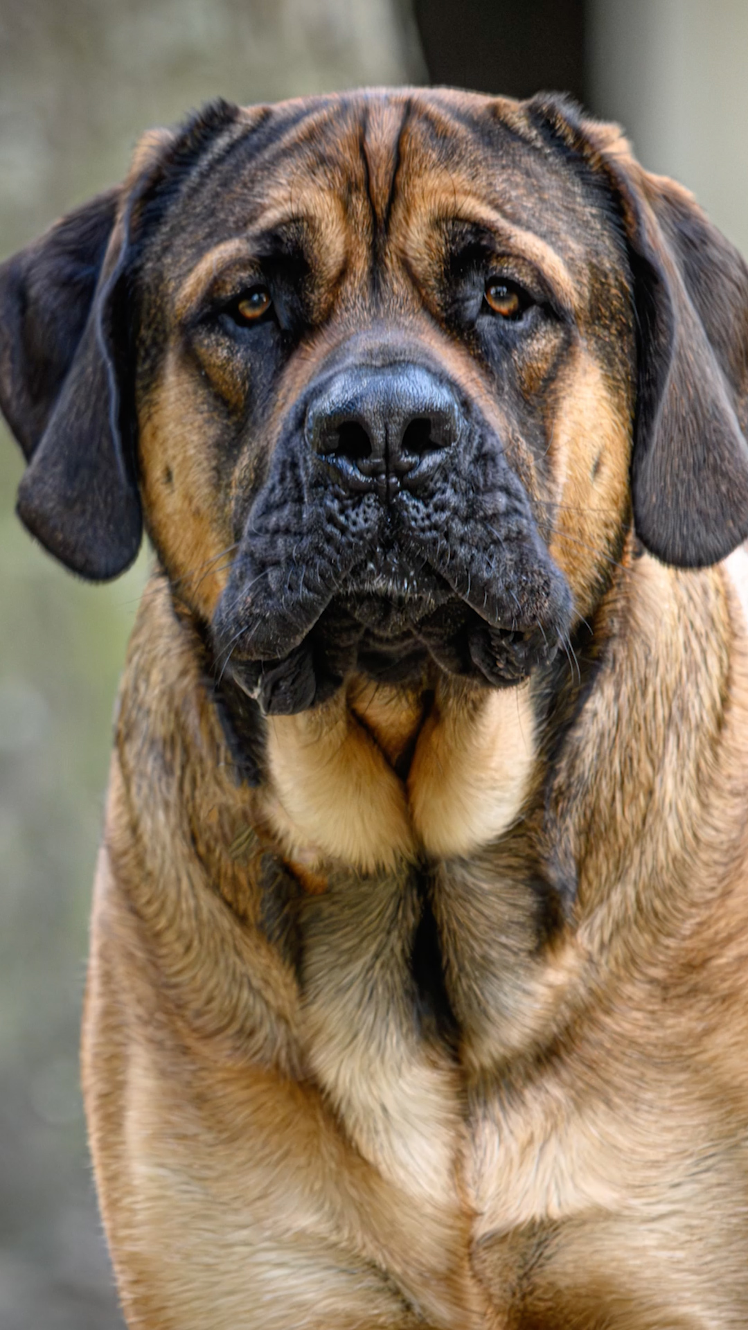 Video thumbnail for Dog Breeds Known For Their Strength