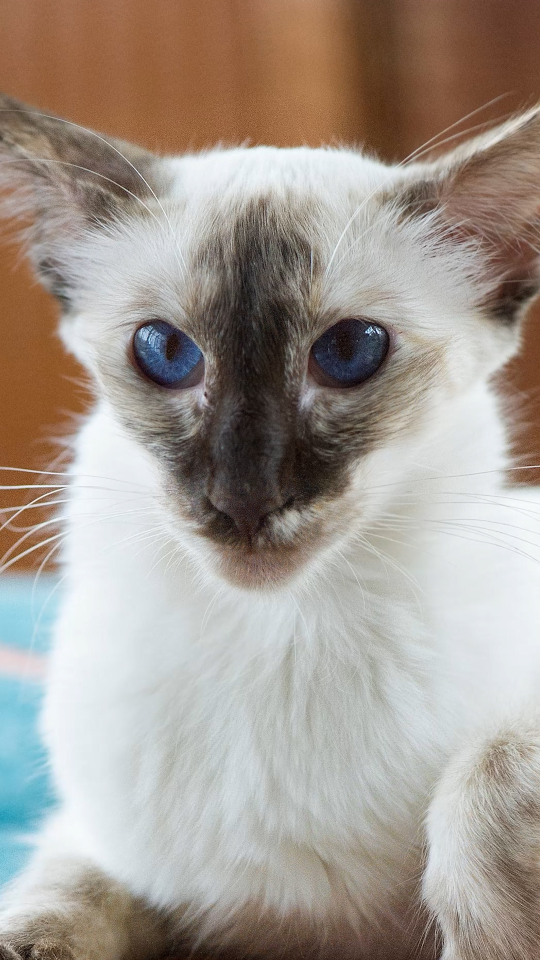 Video thumbnail for Cat Breeds That Just Won't Stay Quiet