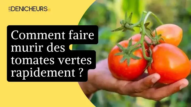 Video thumbnail for ❓ Comment faire murir des tomates vertes rapidement ? 🍅