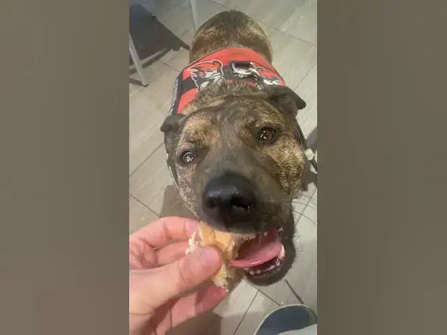 'Video thumbnail for A tuna sammy at #Subway for the Bella boo? #Dog #Pet #cuteDog'