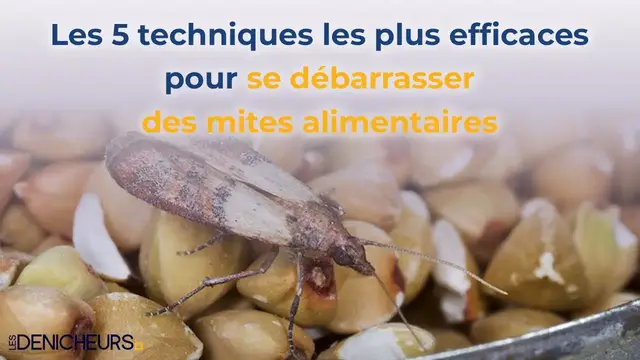 'Video thumbnail for 🏠 Les 5 techniques les plus efficaces pour se débarrasser des mites alimentaires 🐛🐞🦗'