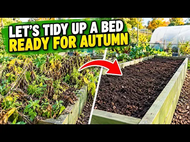 Video thumbnail for Don't Leave Your Garden Beds Like THIS! 🍂 Autumn Allotment Tidy-Up